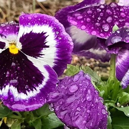 招待所 Infinity Sky 瓦爾納