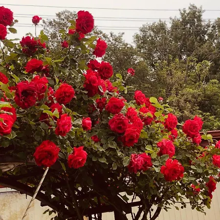 Infinity Sky 瓦爾納