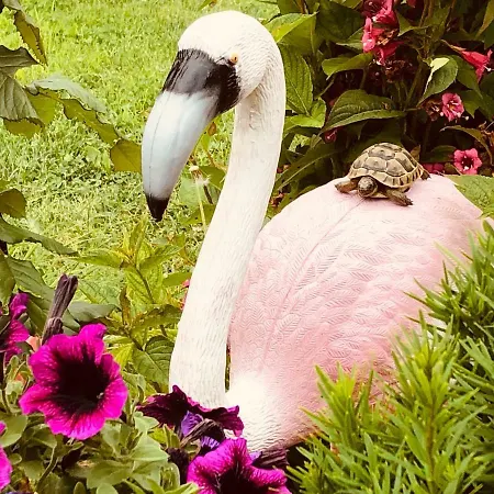 Πανσιόν Infinity Sky Βάρνα