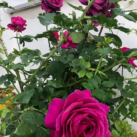 Infinity Sky ゲストハウス