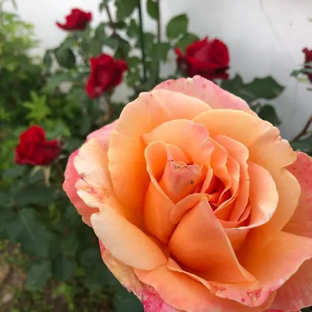 Infinity Sky Πανσιόν *