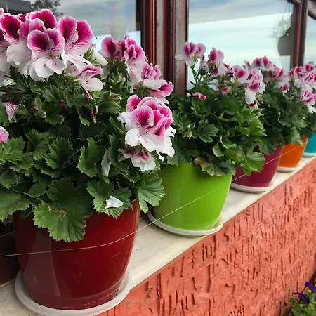 ゲストハウス Infinity Sky ヴァルナ