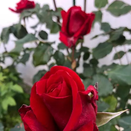 Infinity Sky * ヴァルナ