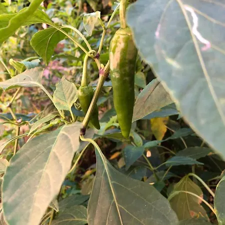 Infinity Sky * 瓦爾納