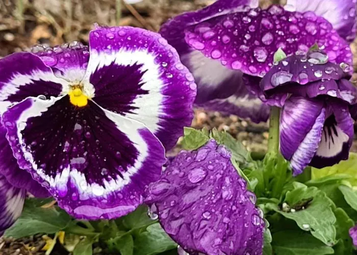 Pensionat Infinity Sky Varna