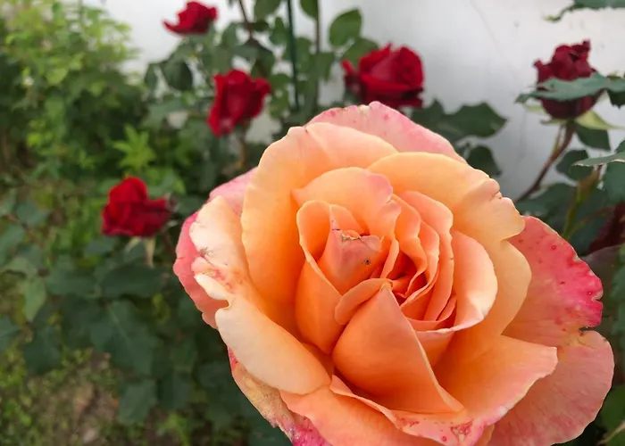 Infinity Sky ゲストハウス *