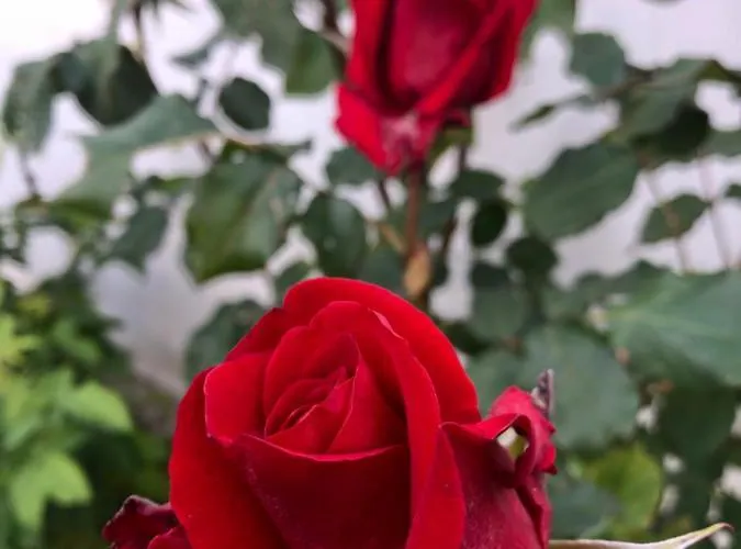 Infinity Sky * ヴァルナ