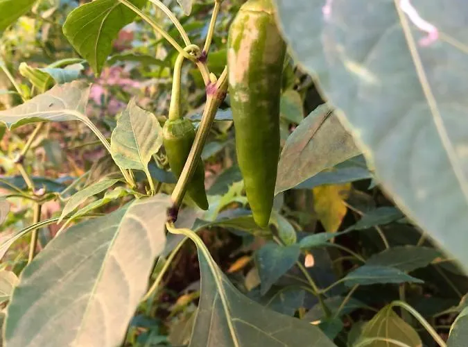 Infinity Sky * Varna